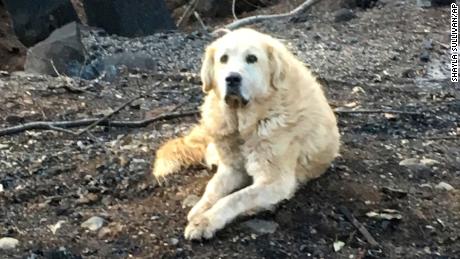 Weeks after the California fires, a woman and her loyal dogs are reunited in the remains of their home