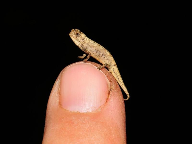 Brookesia nana: a small chameleon with large genitals |  Free Press