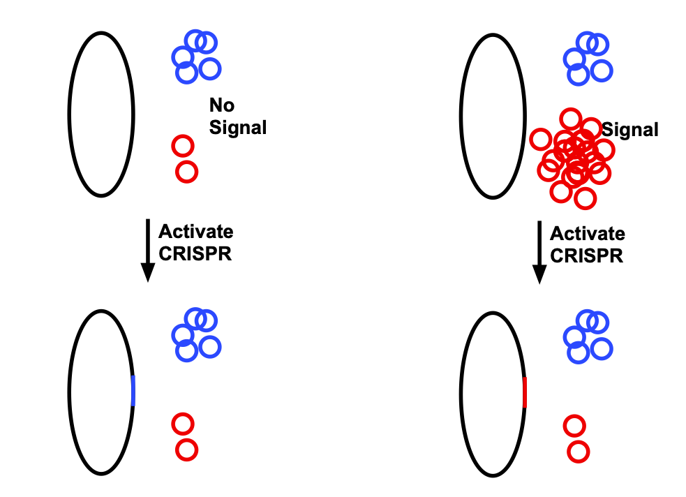 On the left, without any indication, the red plasmid is present at low levels.  When CRISPR is activated, it is more likely that the sequence of the blue plasmid will be introduced into the genome.  On the right, when the signal is present, there is a lot of red plasmid, so it is more likely to be inserted into the genome.