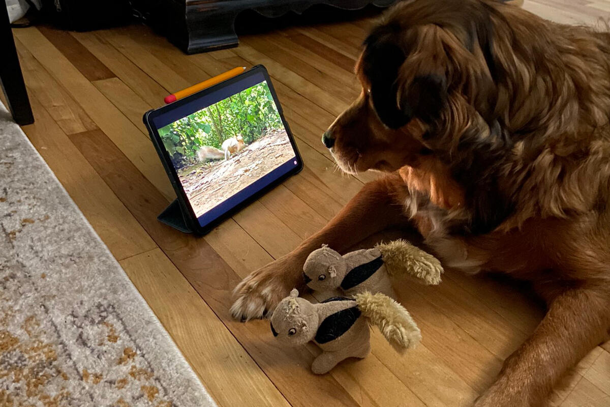A dog sees squirrels in the movie: Millions laugh at his reaction