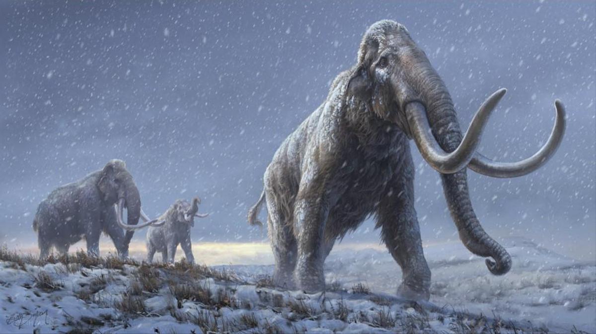 Reconstruction of the steppe mammoth (Bulletin of the magazine 