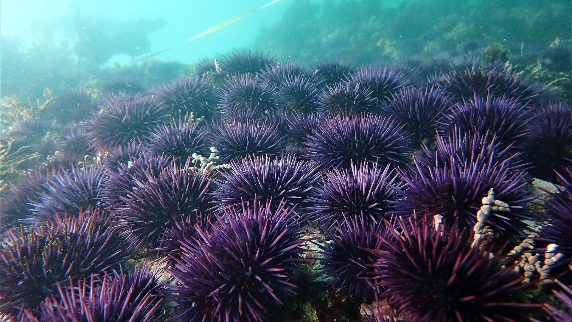 Sea urchins devour a species-rich ecosystem