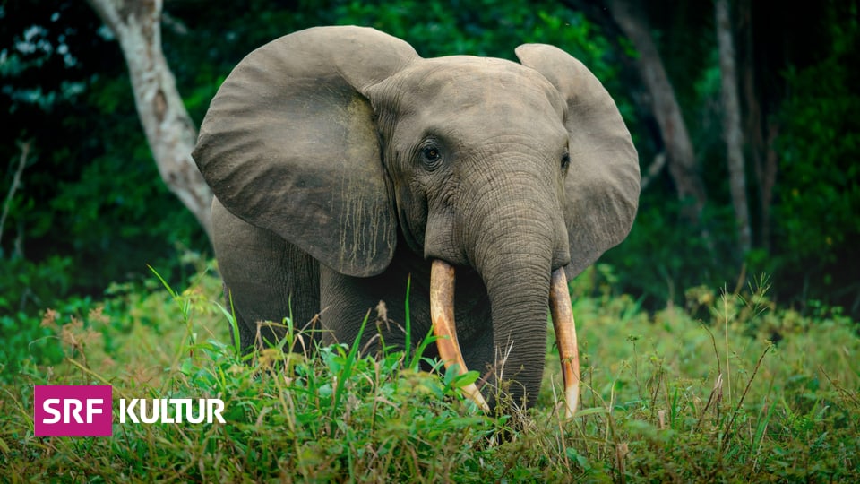 Only 400,000 elephants remain - African elephants are on the verge of extinction - the culture