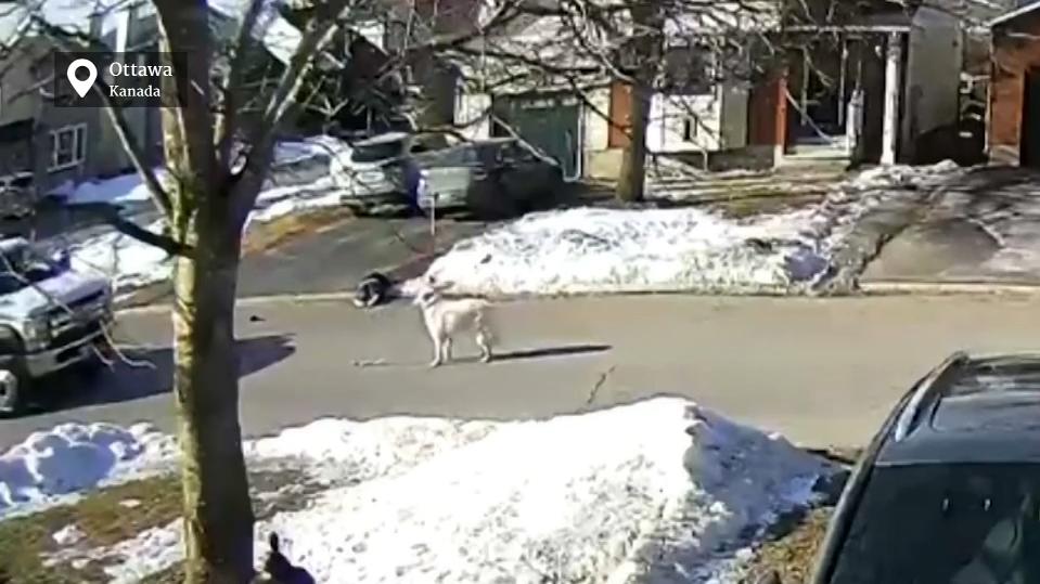 A dog stops the car to save the life of its owner