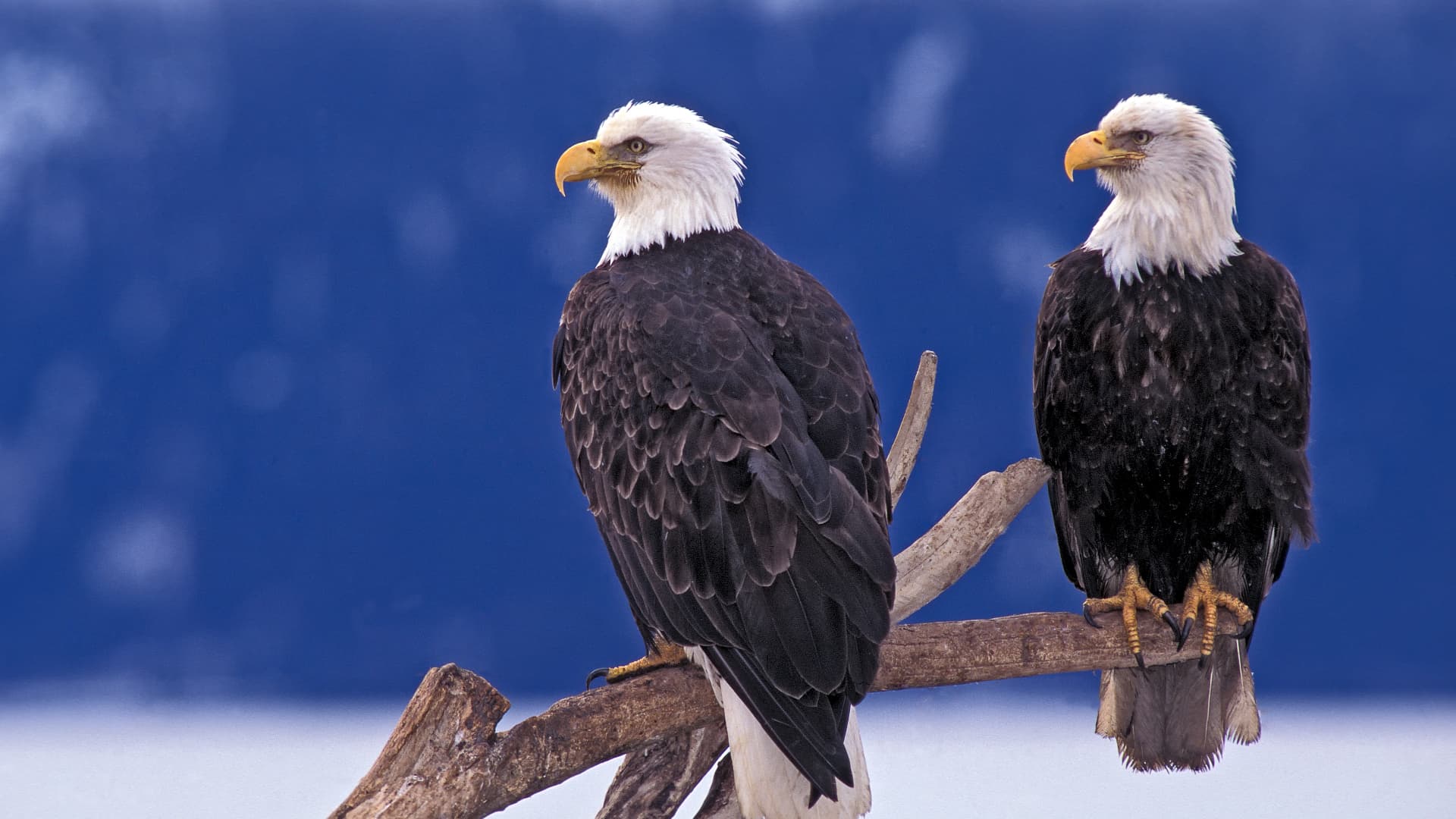 Bald eagles die from bacterial neurotoxins