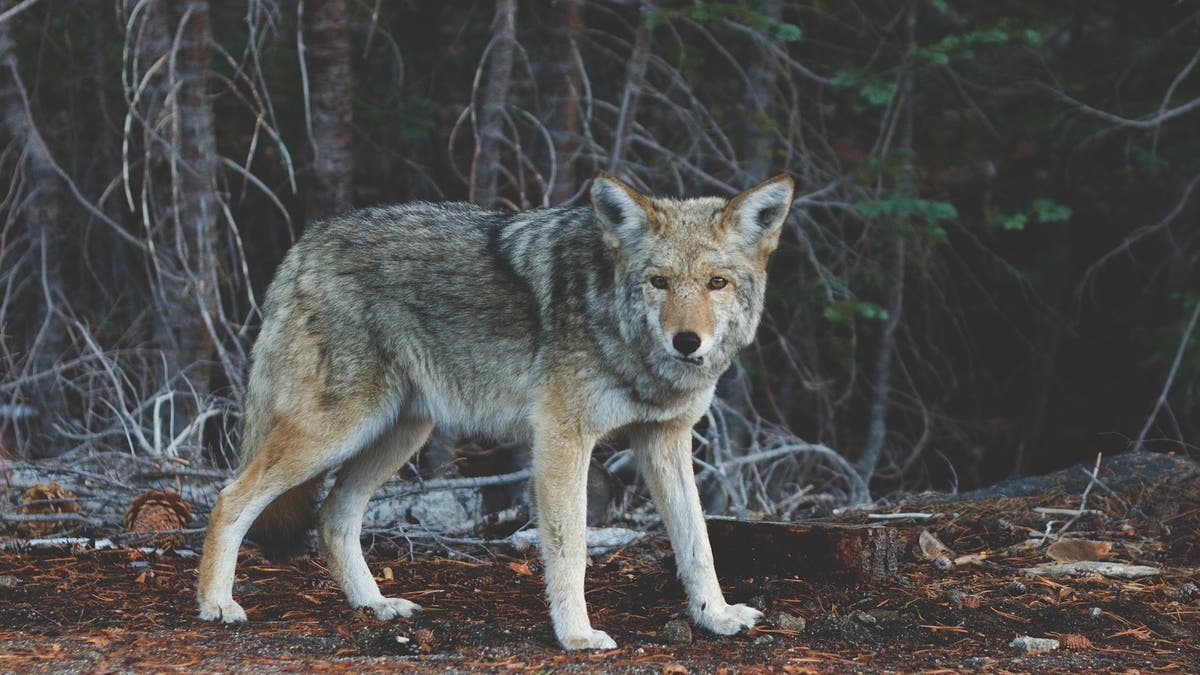 Canada - Vancouver's strollers are no longer safe from aggressive wolves