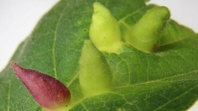 Genes Help Grow: How Insects Grow on Plants - Knowledge