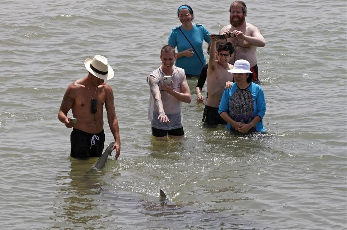 Brave beachgoers dared to approach the predatory fish on Tuesday.