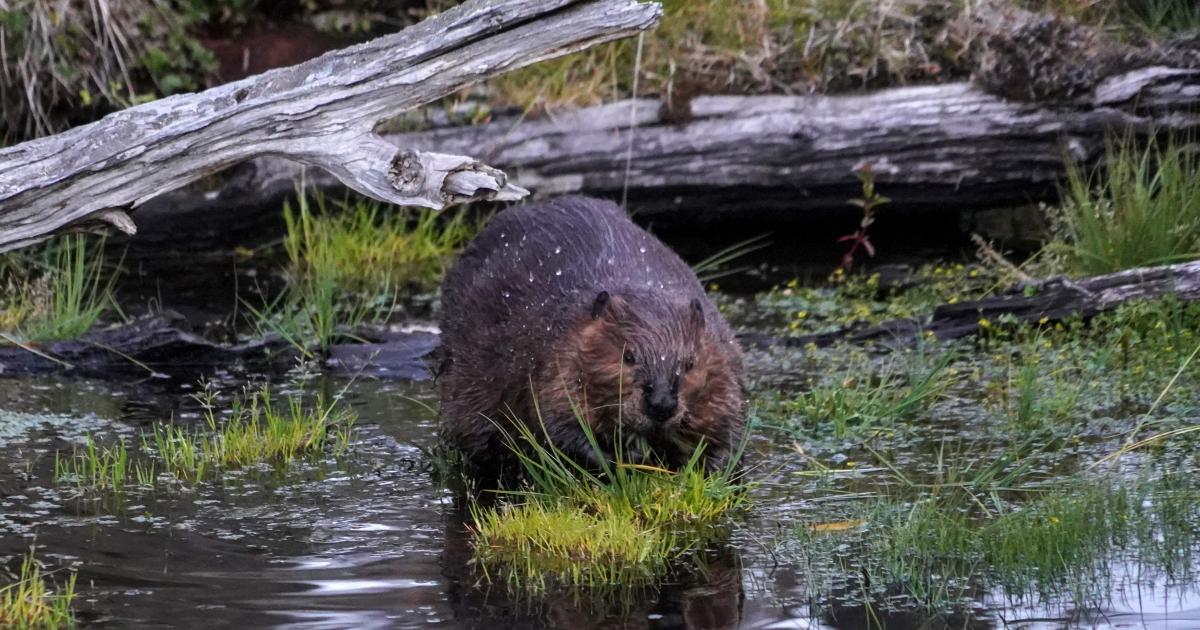 Internet beavers paralyzed Canada