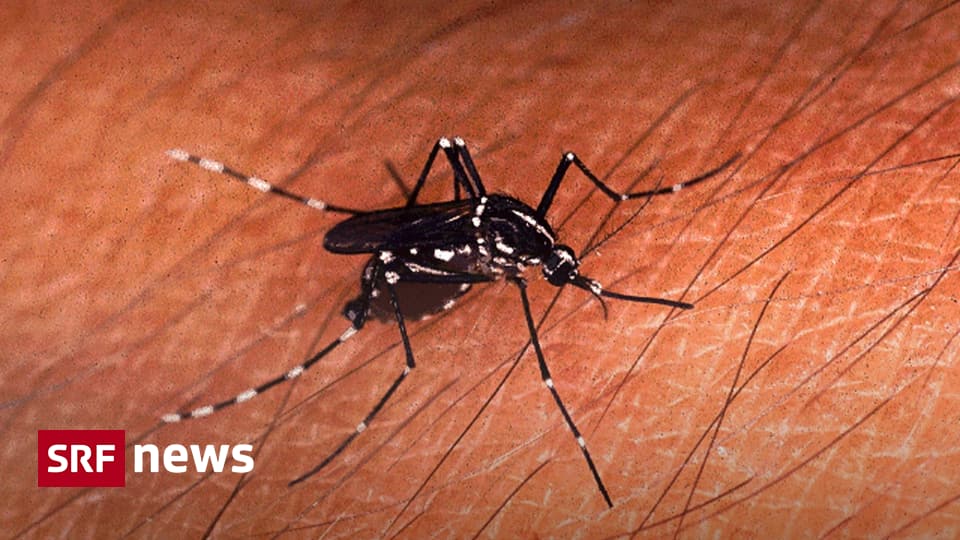 Now also in the Basel region - tiger mosquitoes continue to spread in the Basel region - news