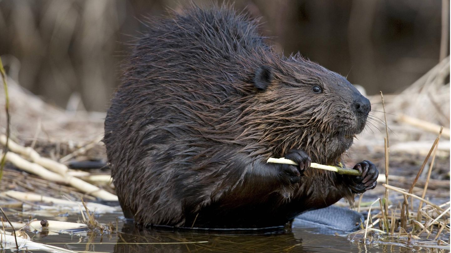 Beavers paralyze the Internet in Canada