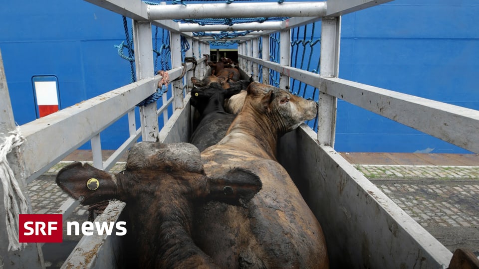 Live Exports - New Zealand bans animal transport by ship - News