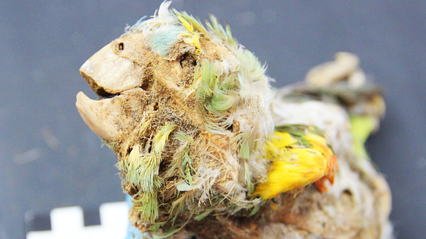 Science: Mummy parrots reveal the dark side of our history (video)