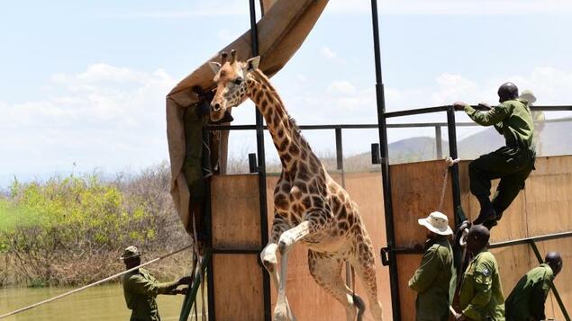Science: the giraffe moves with the ark to land