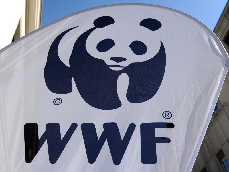 WWF: Germany lags behind in marine conservation plans |  Free Press