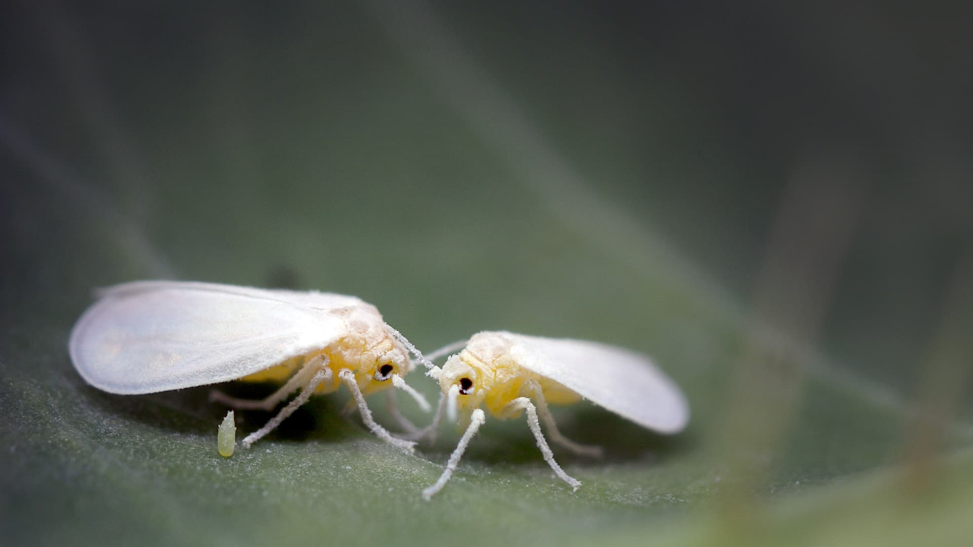 Whitefly: With gene stealing of the superbug