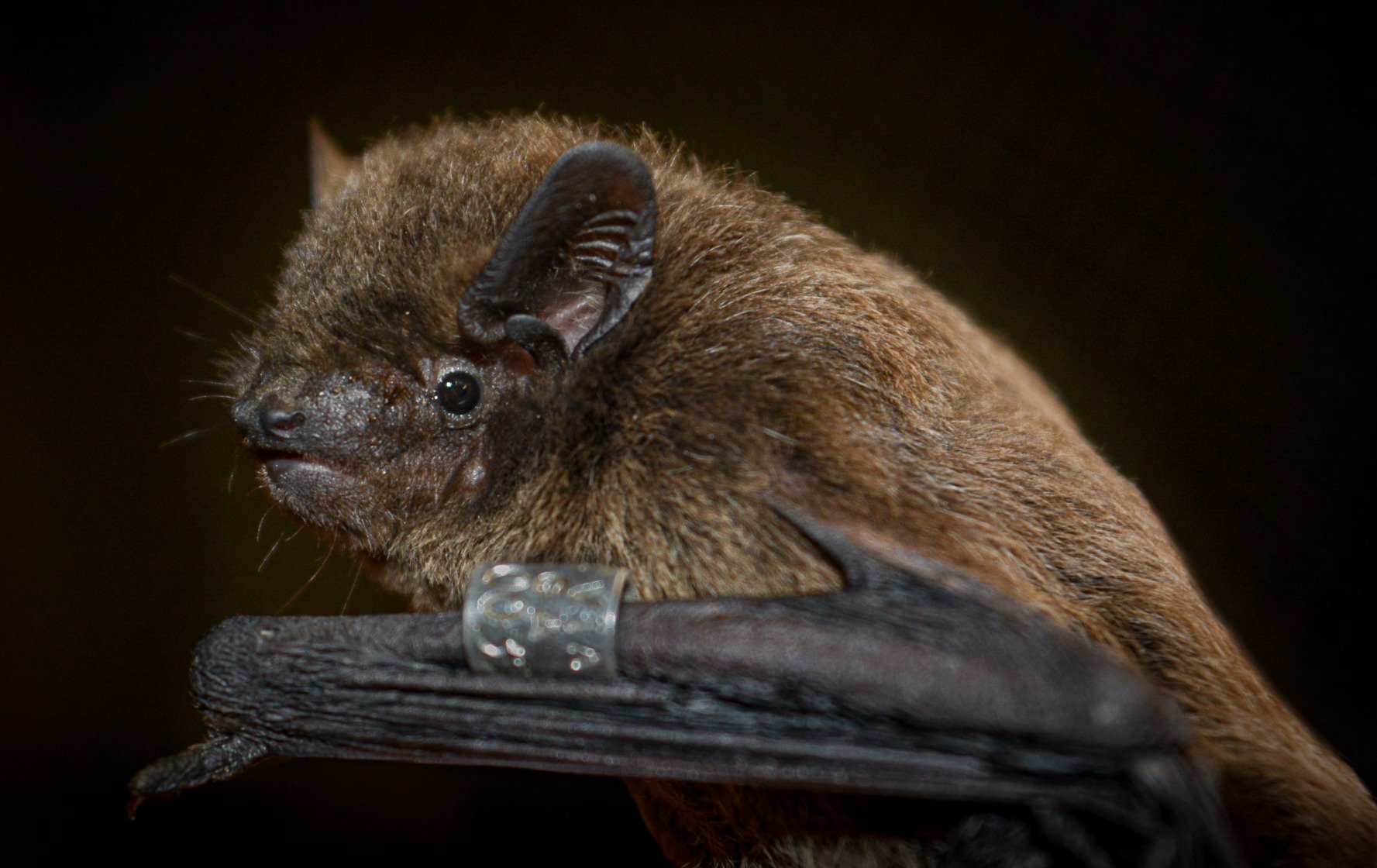 A mammalian magnetic sense in the eye of a bat - Wissenschaft.de