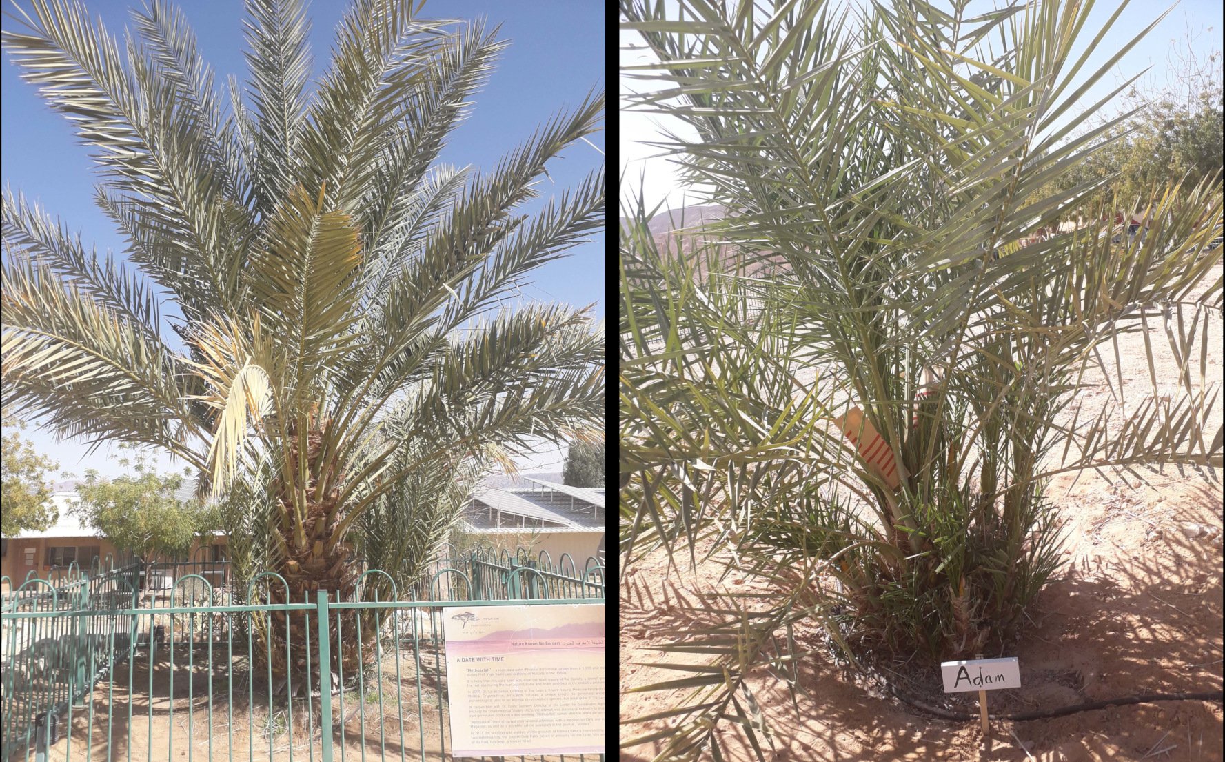 Ancient Date Palm Plants Sequence "Outstanding"