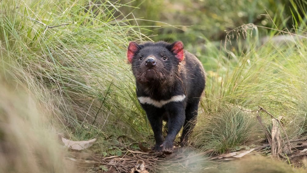 Australia: Tasmanian Devils are born on the mainland
