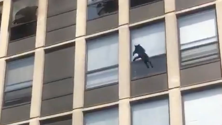 Büsi jumps off the fifth floor and runs away