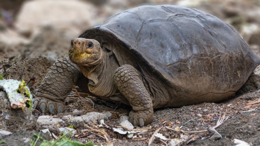 Ecuador: A giant tortoise discovered on the Galapagos Islands.