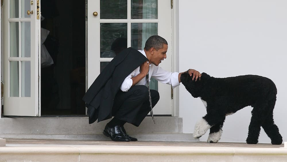 Former Obama presidential family mourns their real dog Po