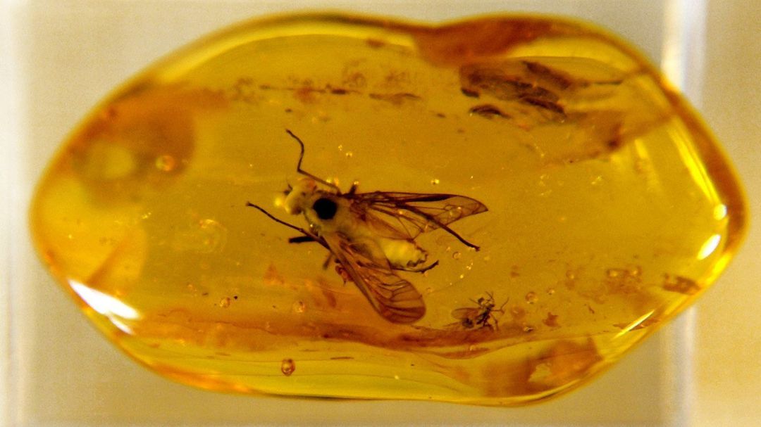 Why is sap from a million-year-old tree so valuable to science