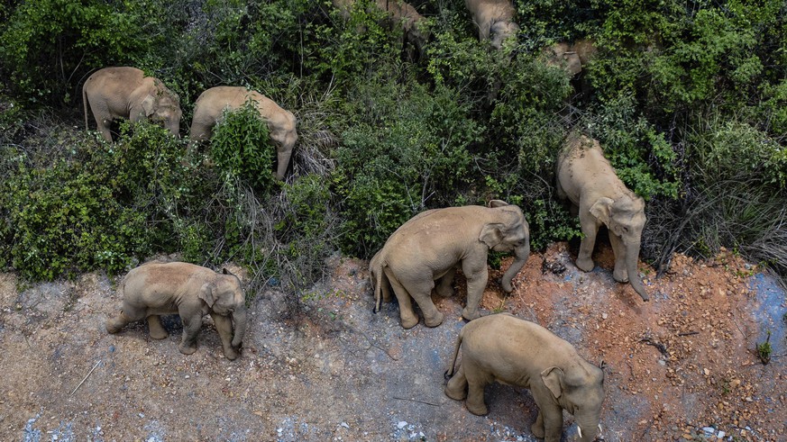 15 elephants migrate to Kunming, China