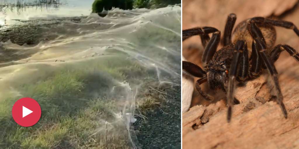 Millions of spiders weave giant webs in Australia