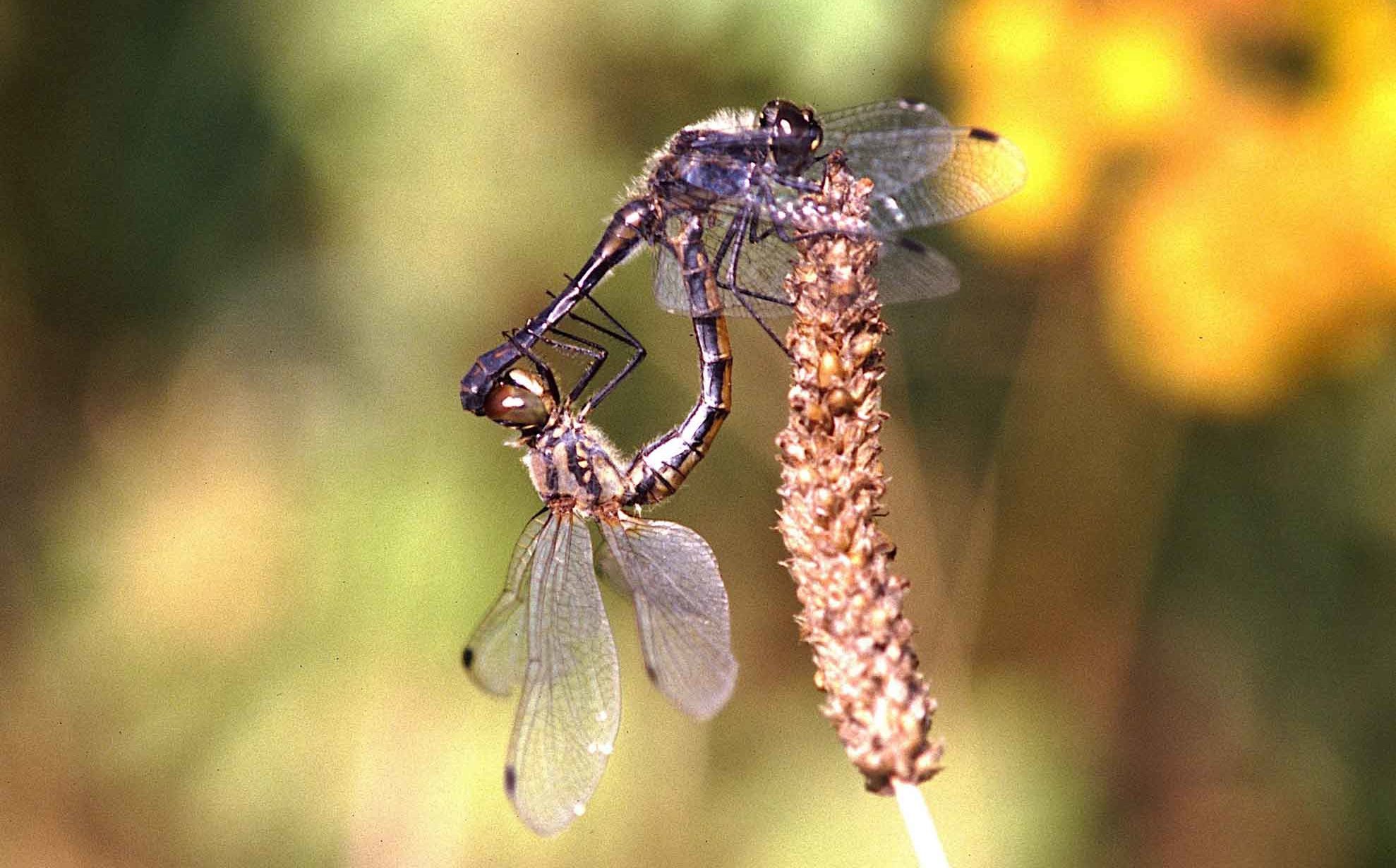 Insect change among dragonflies in Germany