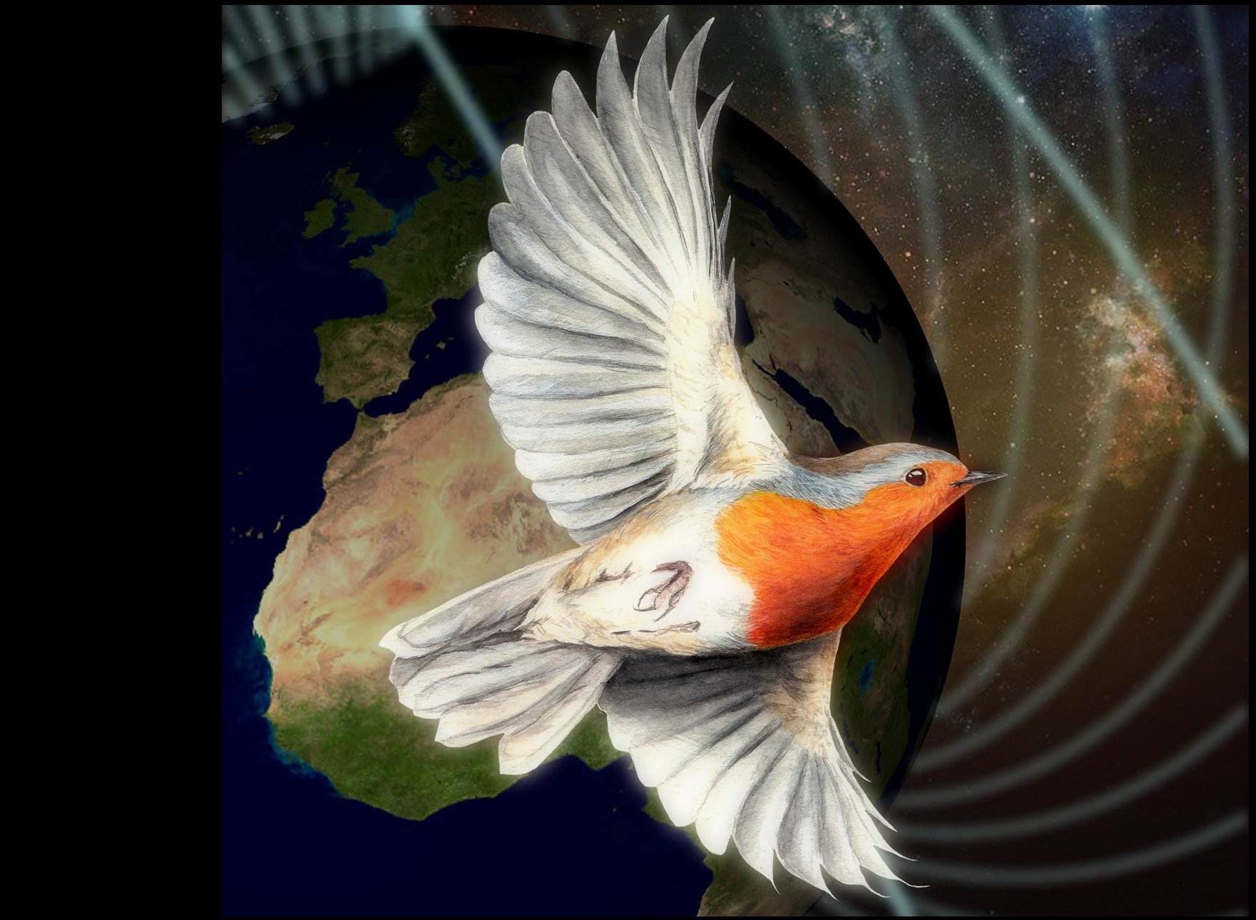 Biophysics on the 'compass' trail of migratory birds