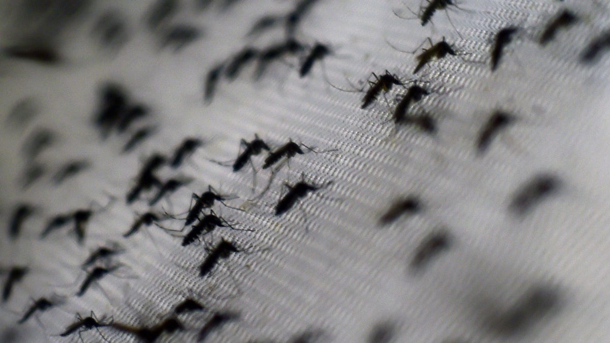 Experiment to "hack" mosquito-infected bacteria to eliminate dengue fever