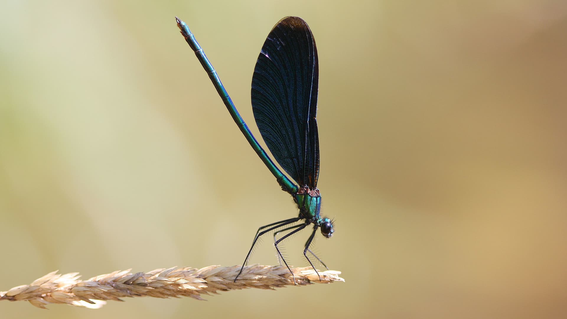 If it is a dragonfly, then the best blue-winged Demoiselles