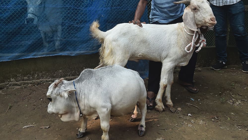 Thousands of people want to see a baby cow break the record in Bangladesh