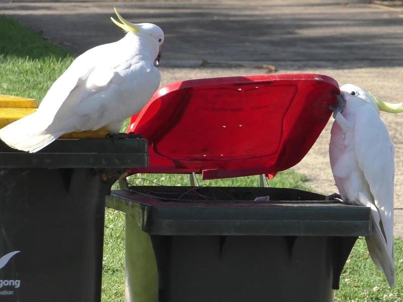 Cockatoos learn to open trash cans from each other |  free press