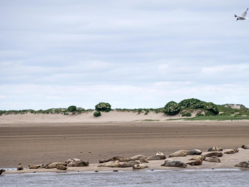 Count more gray seals in the Wadden Sea |  free press