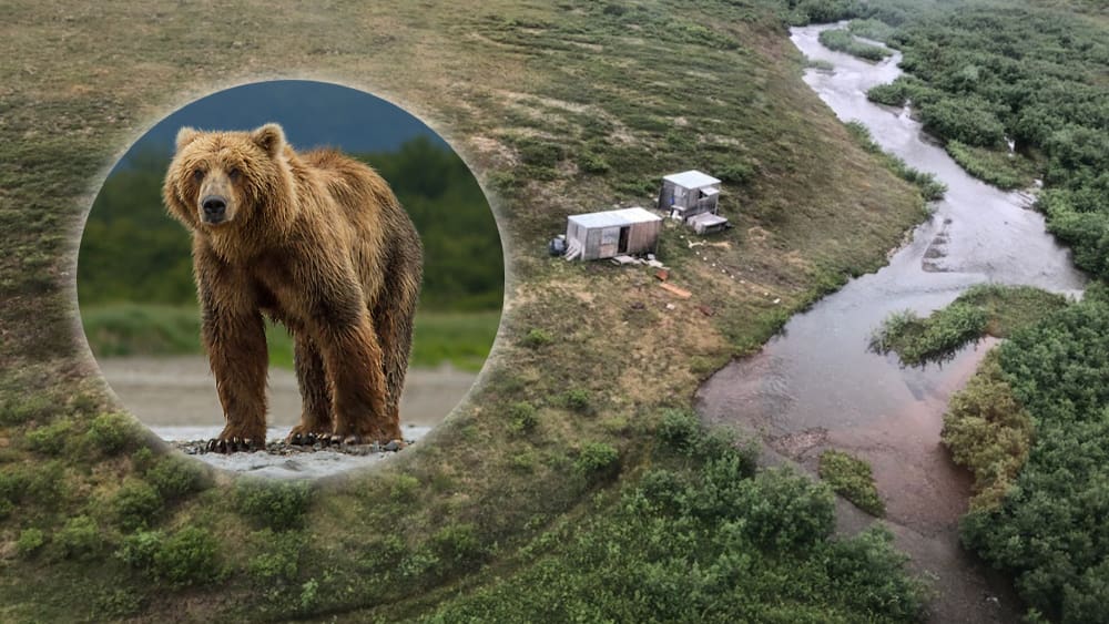 In the Alaskan wilderness: a bear chased a man for a week