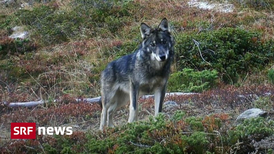 After several wolves cracks - Canton Vaud wants to shoot little wolves - News