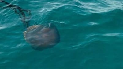 Mallorca: Swimmers discover giant jellyfish in the water