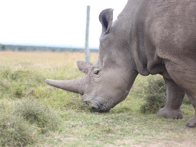 Researcher: Success in saving rare species of rhino  free press