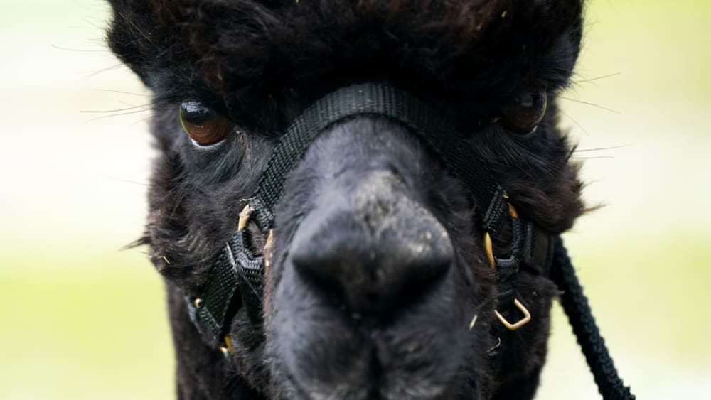 The sick alpaca, Geronimo, is supposed to die.