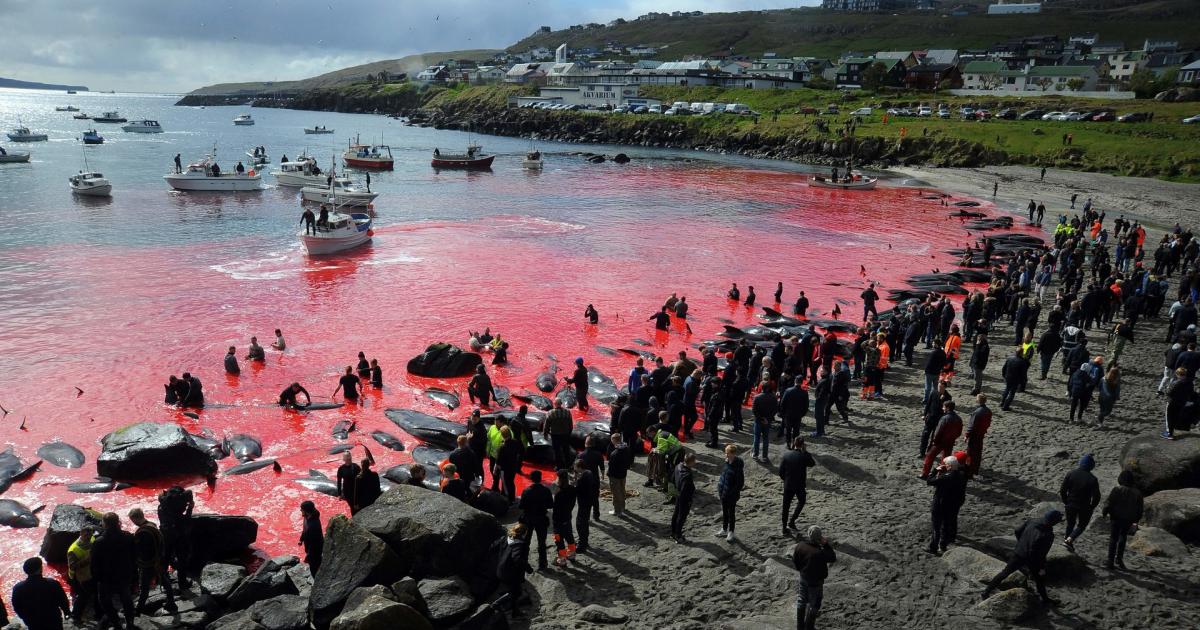 Bloody whale slaughtered in the Faroe Islands