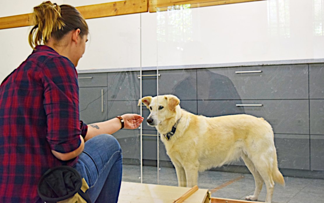 Cognitive research dogs distinguish intent from supervision