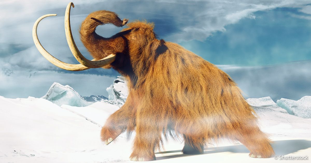 Mammoths must be brought back to life - MANN.TV