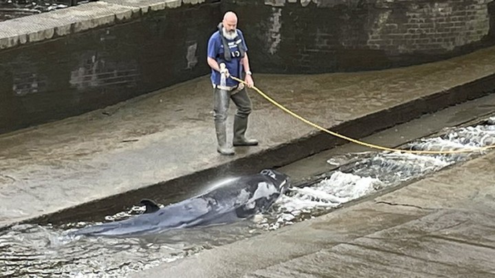 Großbritannien, London: Das von Jake Manketo auf Twitter veröffentlichte und zur Verfügung gestellte Foto zeigt einen Wal der in einer Themse-Schleuse von einem Mann mit Hilfe eines Wasserschlauchs nass gehalten wird. (Jake Manketo/PA Media/dpa)