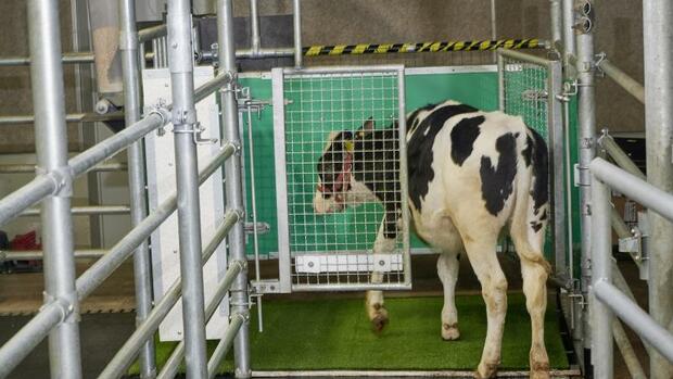Scientists teach calves to use the toilet