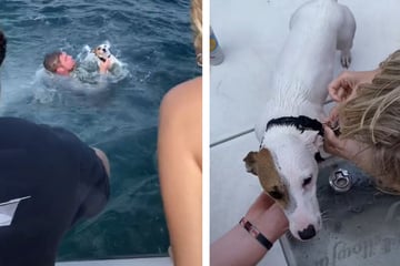 Flat friends!  A dog swimming in the middle of the ocean: then find out what happened