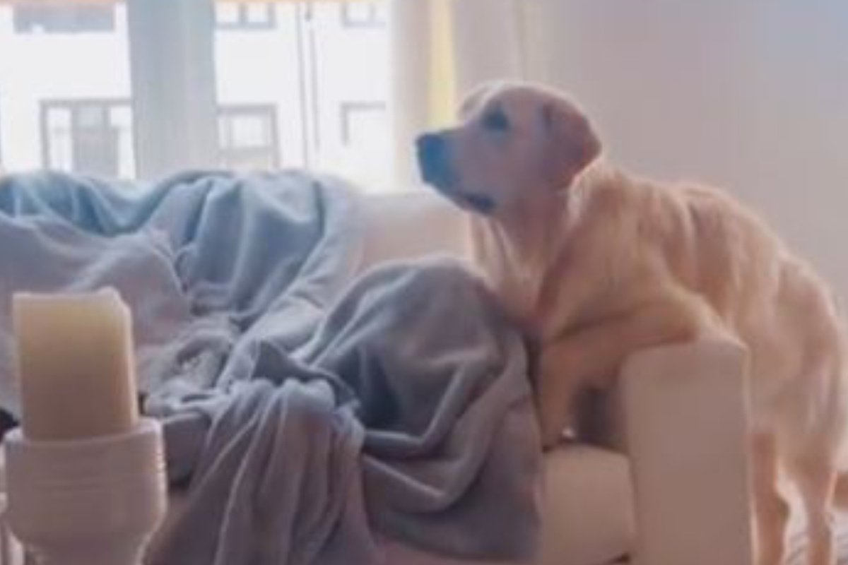 The dog sees certain things on TV: his reaction hardly leaves anyone indifferent