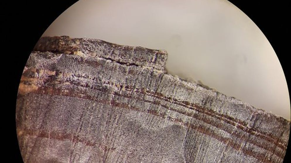 ATTENTION: The blackout period is October 20, 5:00 PM.  CAUTION: This entry must not be published before the ban period, October 20th, at 5 PM!  Breaking the barrier may limit the reporting of studies.  - HANDOUT - 16.01.2019, ---: Micrograph of a Nordic timber log at L'Anse aux Meadows.  Exactly a thousand years ago, in 1021, Vikings could have lived in North America.  (to dpa 