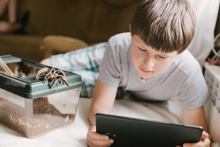 Overcoming the fear of spiders using a smartphone app?